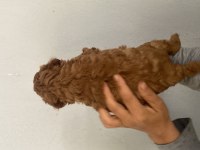 Red toy poodle bebekler
