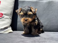 Wc eğitimli  tea cup yorkshire terrier 