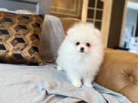 POMERANİAN BOO YAVRULARI 