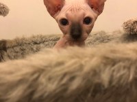 sphynx sfenks tüysüz dişi erkek yavruları