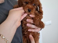 Ev Doğumlu Ailemizde Büyüyen Toy Poodle Yavrularım