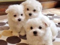 MALTESE TERRİER MİNİ MİNİ TECUP YUMURCAKLARIM