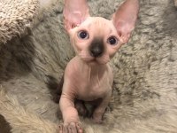 sphynx sfenks tüysüz dişi erkek yavruları