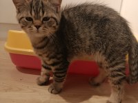 British shorthair yavru kediler