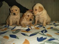 A Klass Golden Retriever Yavruları