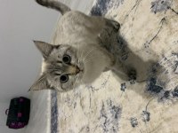 British longhair oyuncu