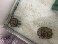 Erkek ve dişi su kaplumbağaları