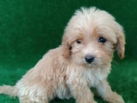 MALTIPOO YAVRULARIMIZ