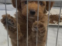 Safkan maltipoo uyguna verilecektir
