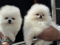 Petmode köpek çiftliğinden pomeranian boo