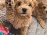 Kore Maltipoo