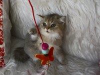 British shorthair golden yeşil göz dişi yavru