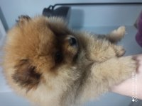 2 aylık pomeranian boo erkek