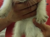 Yavrularımız sahiplendirilecektir scottish fold
