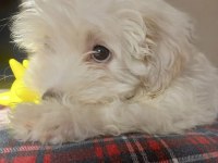 Satılık 3.5 aylık maltese terrier