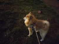 Pomeranian Tilki Surat