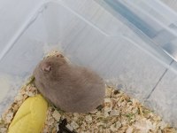 Yavru hamster