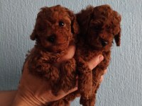 Kore red brown poodle yavrular