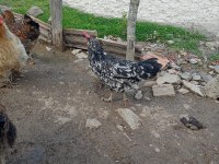CİNS TAVUKLAR