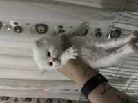 2 dişi ve 1 erkek british longhair rezerveye açık