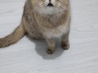 4 yaşında british shorthair dişi