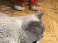 British Blue Point Erkek Acil