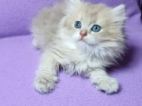 British longhair erkek