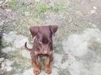 Saf Irk Kızıl Doberman Yavrular