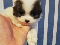 3 aylık pomeranian köpekler