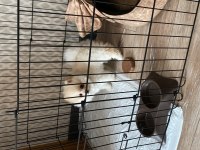 Pomeranian boo 10 kasım doğumlu