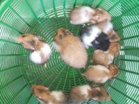 Aynı Gün Adrese Teslim Hamster Yavru ve Setleri