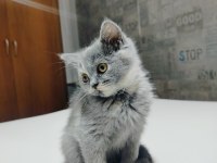 British shorthair yavruları
