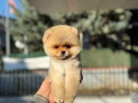 Pomeranian güzeller güzeli erkek yavrumuz