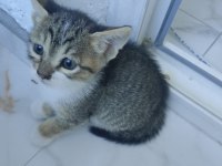 Birbirinden güzel ve yakışıklı tekirler