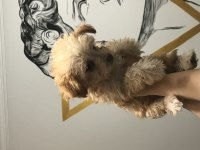 Yavru Maltipoo!