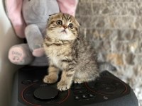 SCOTTISH FOLD GOLDEN YAVRULARIM  
