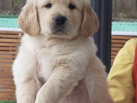 Irk Ve Sağlık Garantili Golden Retriever Bebekler