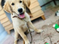 Orjinal golden retriever yavrusu