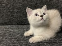 Sevimli cadı kedimiz yeni yuva arıyor
