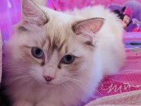 Ragdoll o bir kediden çok daha fazlası