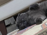 1 yaşında scottish fold