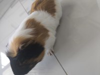 Ekim Ayı Doğumlu Ginepig (Erkek)