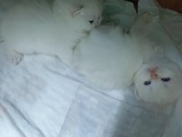 Safkan minik kediler