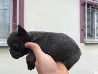 23 Kasım doğumlu blue french bulldog yavrumuz
