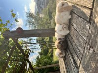 Mini lop safkan tavşan yavruları