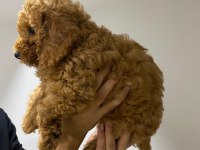 2 DİŞİ YAVRU TOY POODLE SAHİPLENDİRİYORUZ