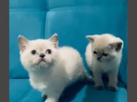 SAFKAN AYI SURAT BLUE POİNT BEBEK KEDİLER