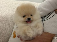 0 Burun teddy bear orjinal gülen yüz erkek pomeranian