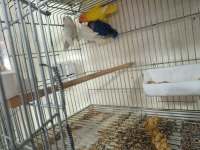 Mutasyon bebek cennet papağanları