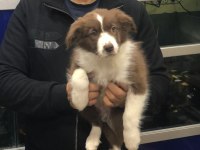 Border Collie Erkek Yavrularımız